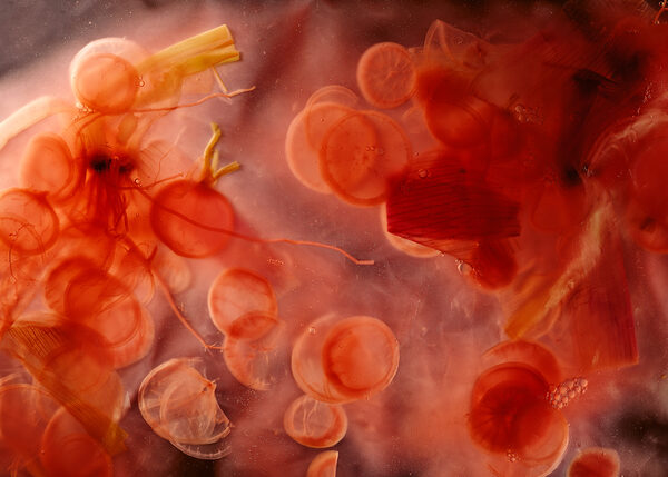 birgit-stoever
