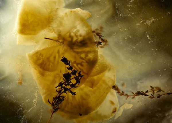 birgit-stoever