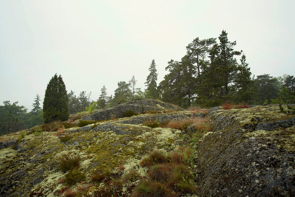 solomonwinter