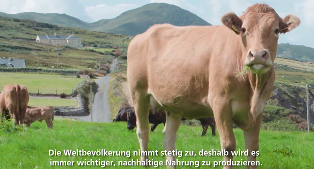 Lush green meadows, happy cows - the IRISH BEEF commercial by Director <b>Jim GRAMMING c/o MARLENE OHLSSON</b> for Die Botschaft in Berlin