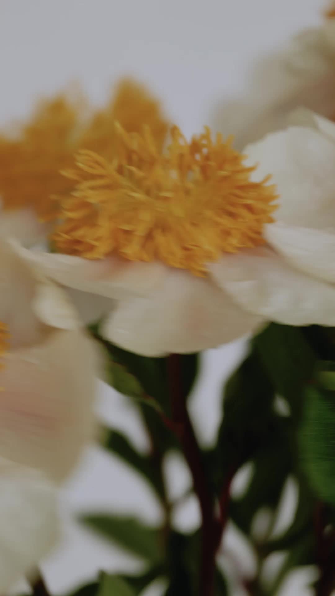 <b>‘Swarovski Savoire Faire’ featuring best ager model Milva Spina</b> - four films by director <b>Susanne SPIEL c/o KRISTINA KORB</b> for you on GoSee.News
